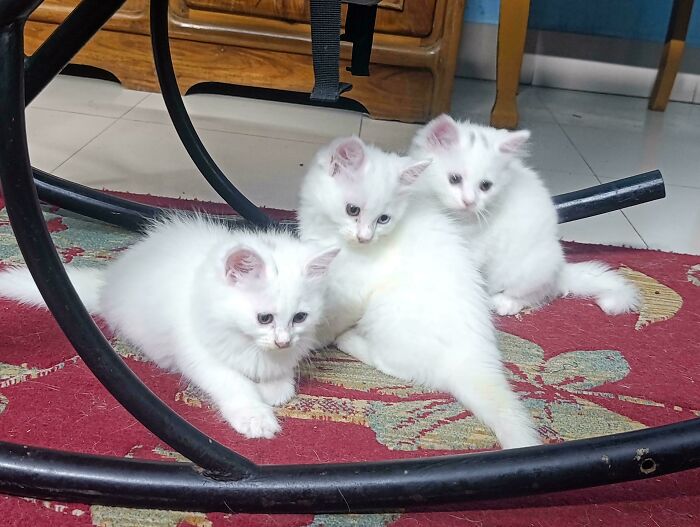 Three fluffy white kittens gather on a red rug, perhaps during an important cats meeting.