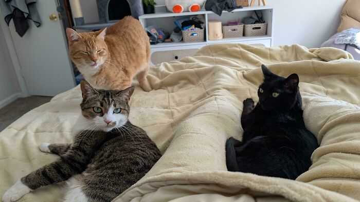 Three cats on a bed, one striking a pose, after their important meetings were interrupted.