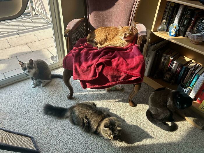 Four cats relaxing in a sunny room, looking like their important meetings were interrupted.