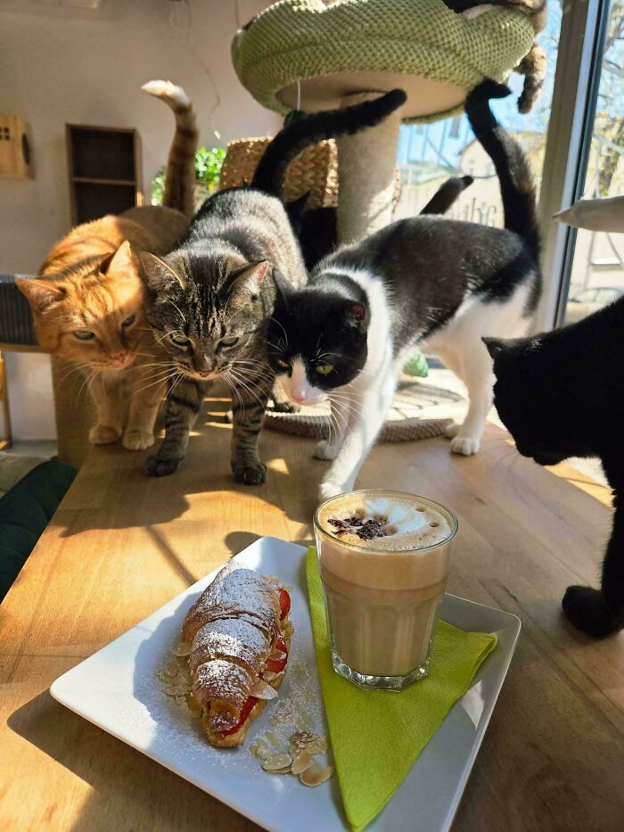 Four cats surrounding a table with a croissant and a latte. Hilarious cats meetings.