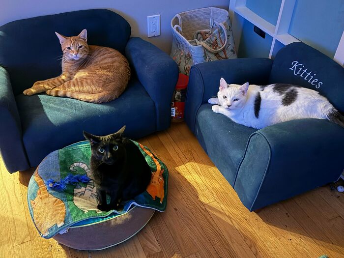 An orange cat, a black cat, and a white and black cat in small chairs and a cat bed. Hilarious cats meetings.
