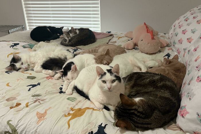 Multiple cats napping on a bed with a pink dinosaur plushie. Hilarious cats meetings.