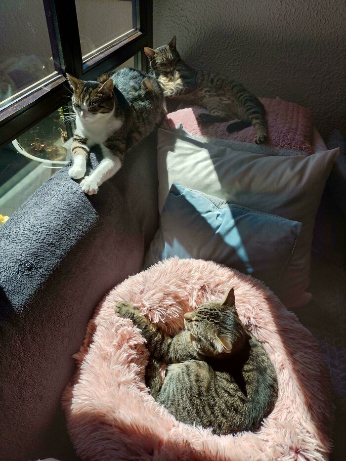 Three cats relaxing, one on a couch, one in a pink fluffy bed, and another stretched out. Hilarious cats meetings.