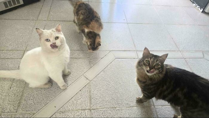 Three cats, one white, one calico, and one tabby, looking up, possibly interrupted during their important meetings.