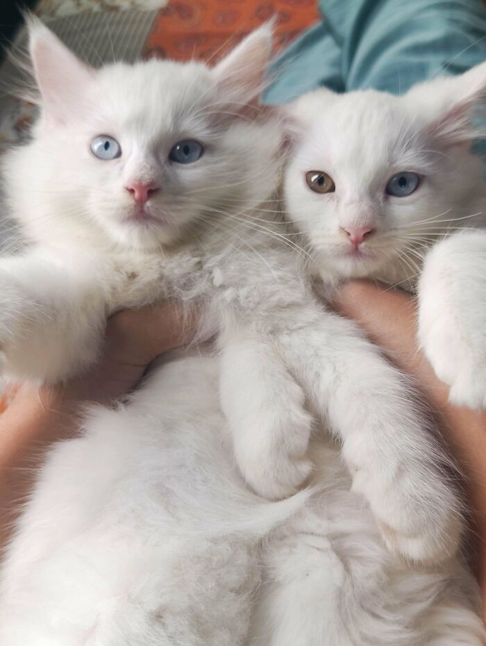Two fluffy white kittens, possibly interrupting their own important meetings, look up with curious eyes.