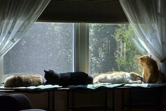 Four cats are enjoying their important meetings near a window, oblivious to any interruptions.