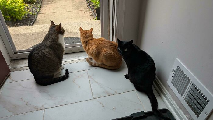 Three cats, a tabby, an orange cat, and a black cat, looking out a glass door.