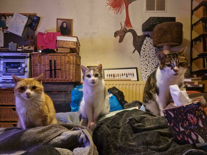 Three cats, an orange tabby, a white and grey cat, and a brown and white tabby, sitting on a bed.
