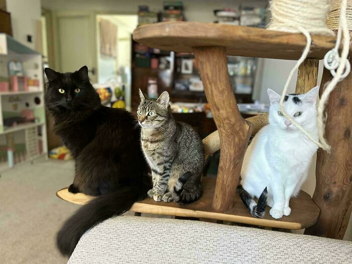 Three cats, one black, one tabby, and one white with black spots, sitting on a cat tree.