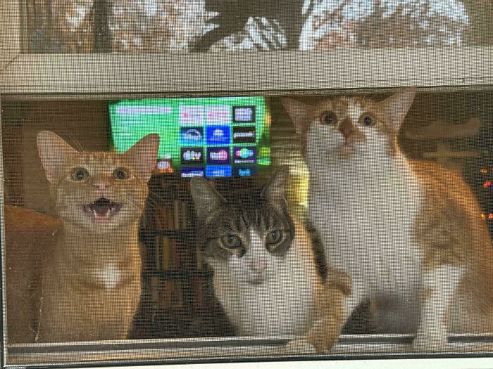 Three cats peering through a screen door, caught in the act of an important cats meeting.
