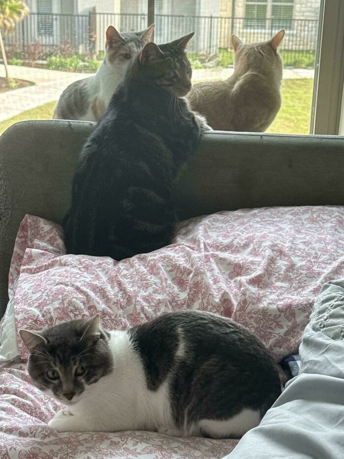 Four cats, some on a bed, some on a windowsill, looking like an interrupted cats meeting.