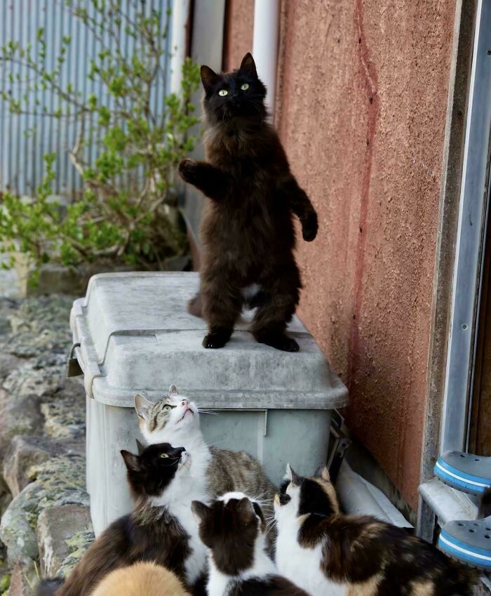 Hilarious times people interrupted important cats meetings, with a black cat standing on two legs, addressing other cats.