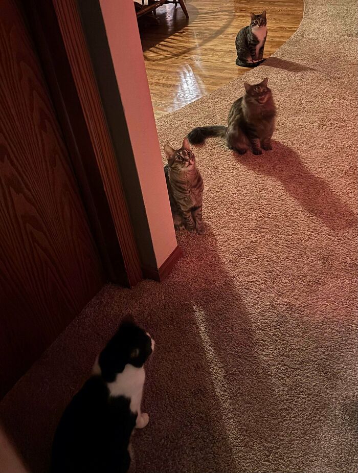 Hilarious times people interrupted important cats meetings, showing a group of cats in a hallway, one with a white chest.