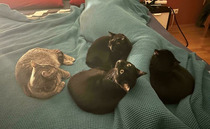 Hilarious times people interrupted important cats meetings, with four cats, three black and one tabby, on a blue bed.