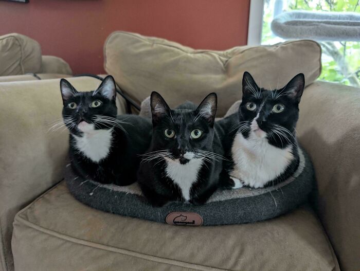 Hilarious times people interrupted important cats meetings, with three tuxedo cats neatly lined in a cat bed.