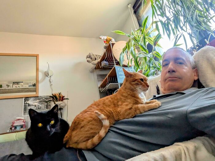 Hilarious times people interrupted important cats meetings, with an orange and a black cat relaxing on a man.
