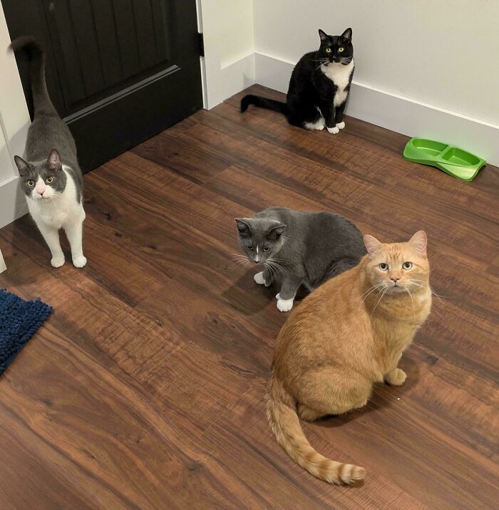 Four cats on a wooden floor, hilariously interrupted, looking towards the camera. One black, one grey, one white and grey, one orange.