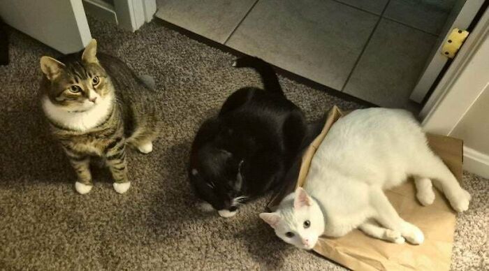 Three cats, hilariously interrupted, on a carpeted floor. One tabby, one black, and one white cat in a bag.