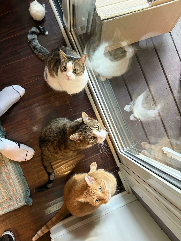 Three cats look up from a wooden floor, hilariously interrupted. One white and brown, one tabby, and one orange cat.