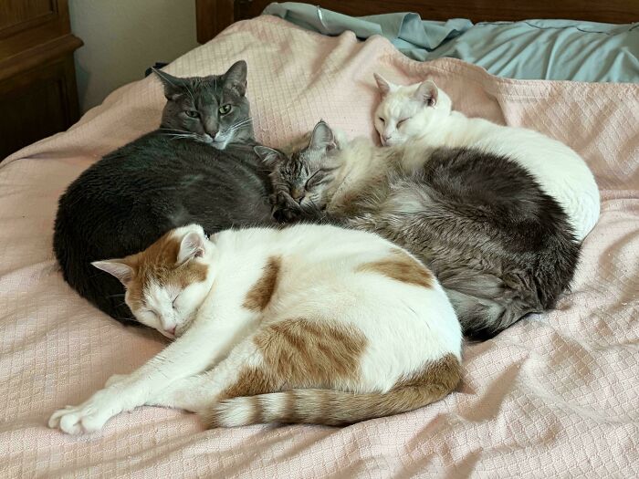 Four cats interrupting their own important meetings by napping together on a pink bed.
