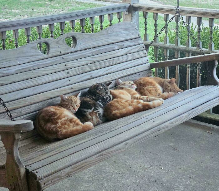 Hilarious cats sleeping peacefully on a wooden bench, their important meetings clearly on hold.