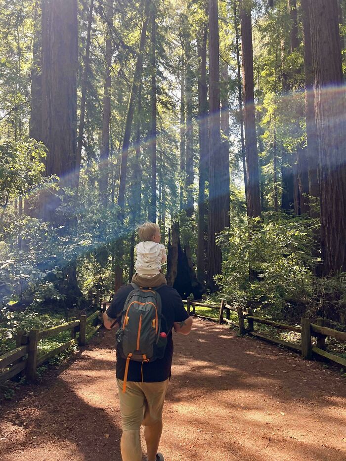 Dad carrying baby on shoulders in a redwood forest, showcasing the wholesome and fun side of being a dad.