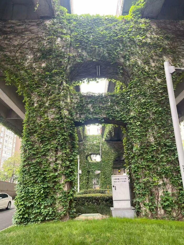 Regarding The Issue Of Greening Under The Overpasses I Observed In Chengdu, China