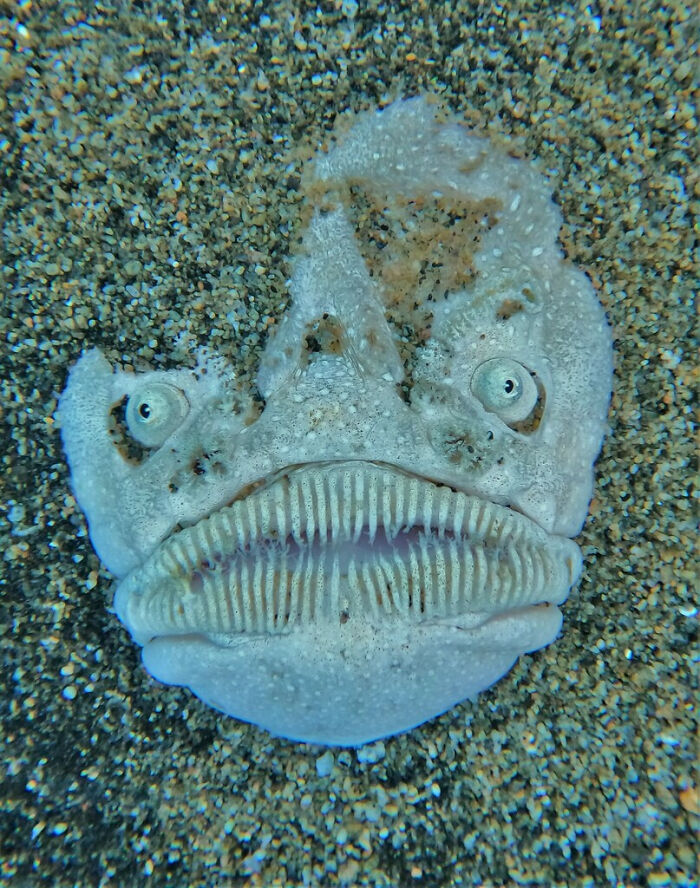 An interesting close-up of a fish with a wide, toothy mouth and big eyes, partially buried in sand.