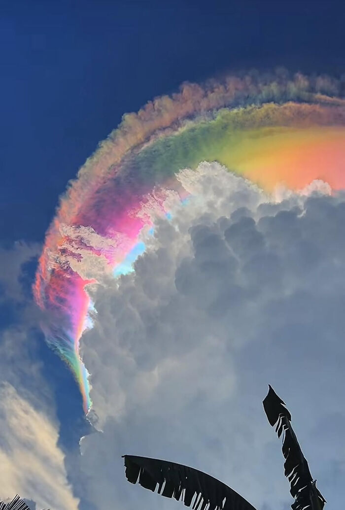 An iridescent pileus cloud resembling a rainbow over dark clouds and a plant, an interesting photo.