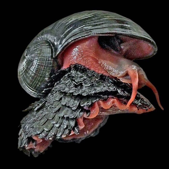 A close-up of a unique sea snail with black scales and red features, an interesting photo.