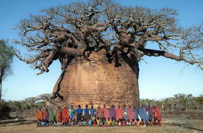 A large group of people stand in front of a giant, interesting baobab tree in a rural landscape.