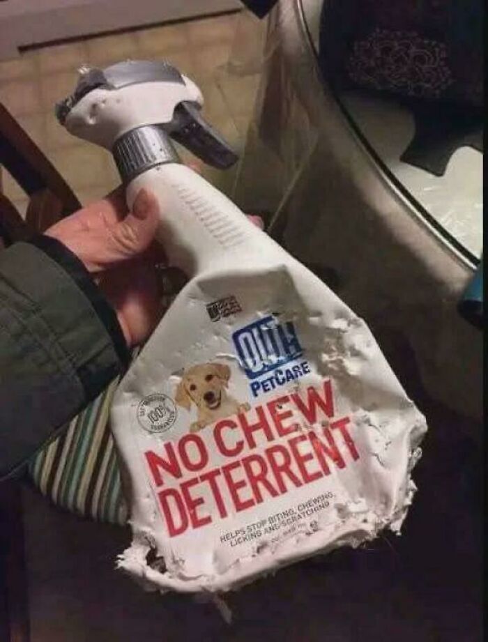 Spray bottle labeled No Chew Deterrent chewed extensively by dog