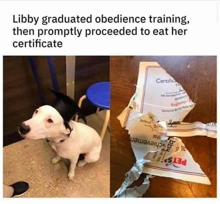 Irony showed as dog eats its obedience training certificate after graduation