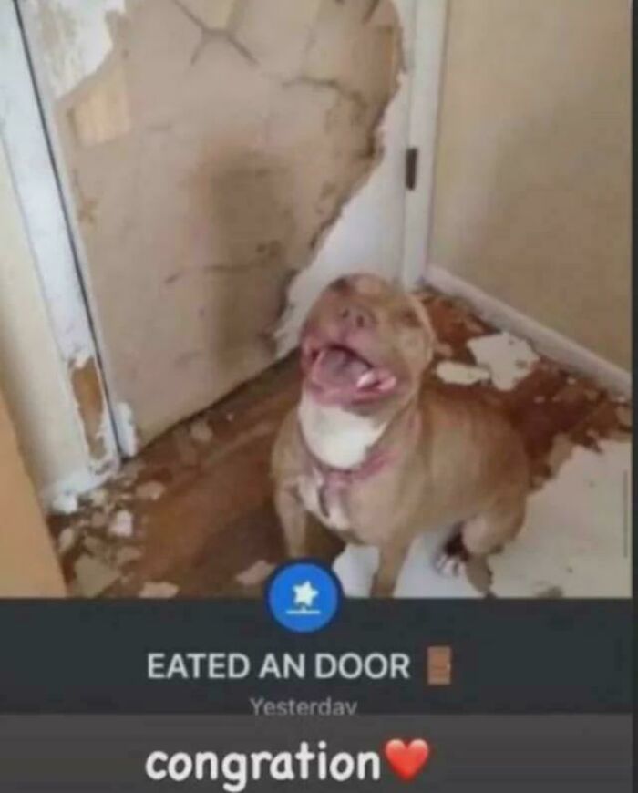 Dog caught eating door with humorous caption congration