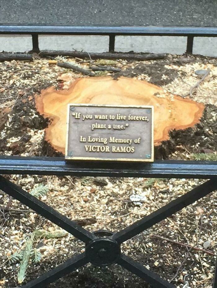 Stump with plaque honoring Victor Ramos and irony about planting a tree to live forever