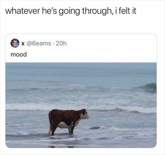 Cow standing in ocean water representing mood meme