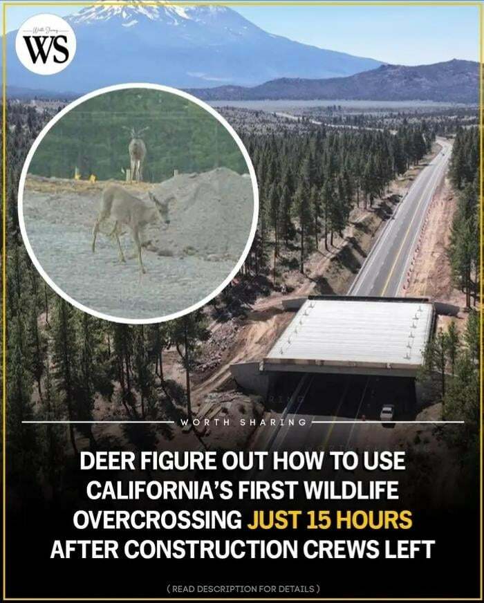 Uplifting posts of deer using Californias first wildlife overcrossing, a much-needed break from everything.
