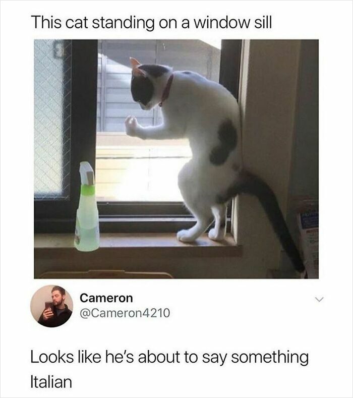 Cat on window sill captioned as saying something Italian meme