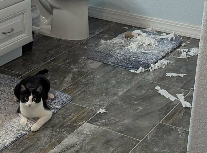 Professional Shredder