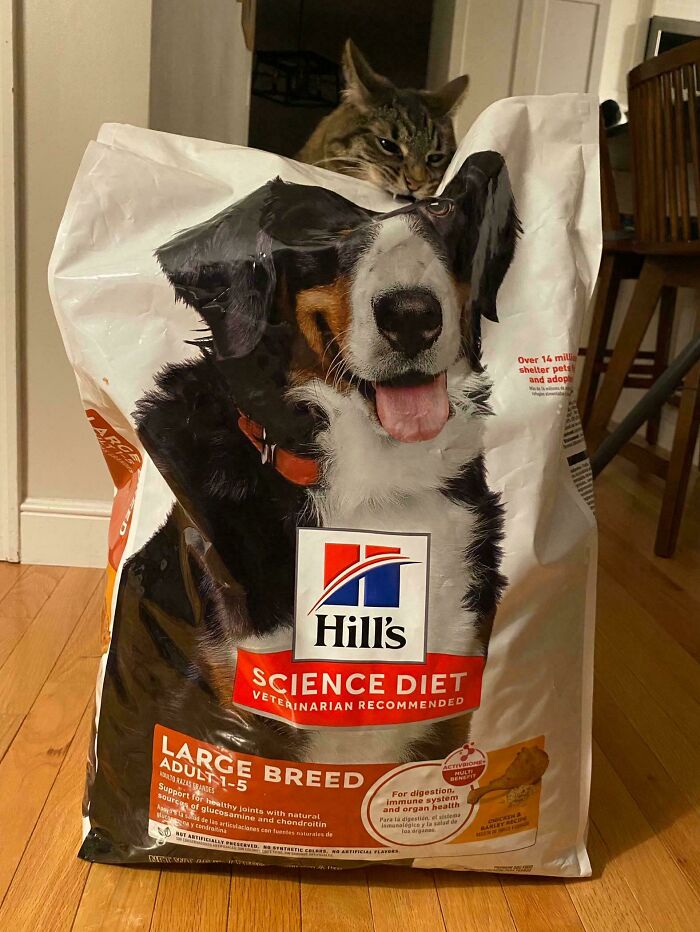 Instructions Unclear. Attempting To Staple Dog Food