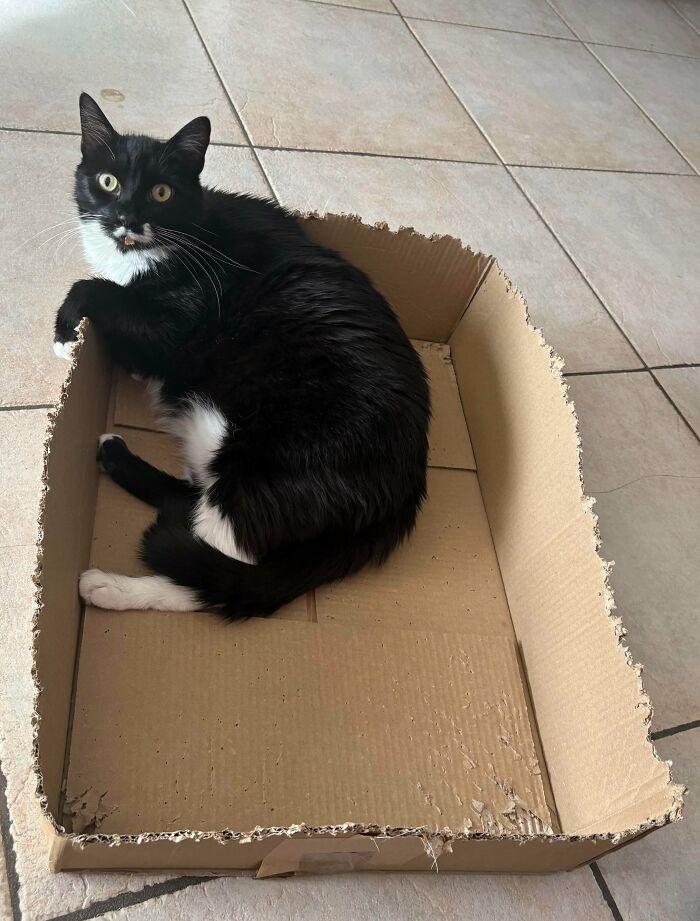 Stapled So Hard, It Got Stuck On His Lip 😸