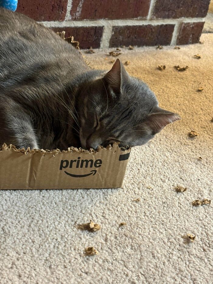 Cosmo Has Done His Stapling Duty For The Day, And Now It’s Time For Dreams Of Stapling Tomorrow
