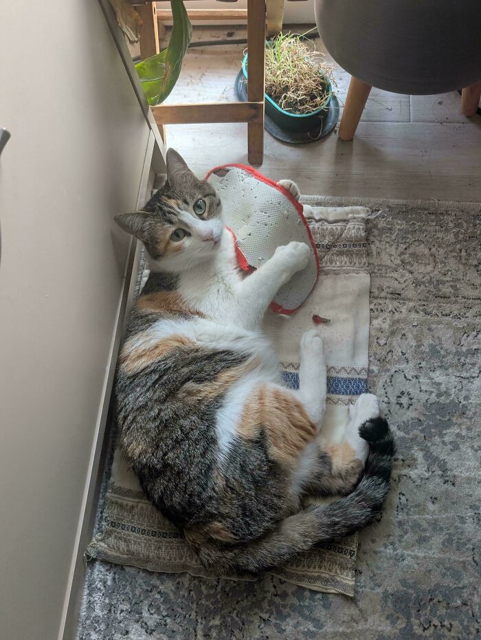 Does Staplering Slippers Count Here? 🤣