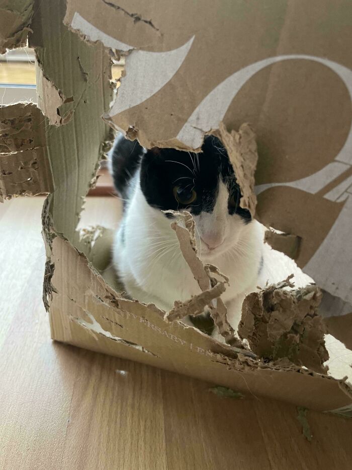 Yomi, The Box Installion Artist