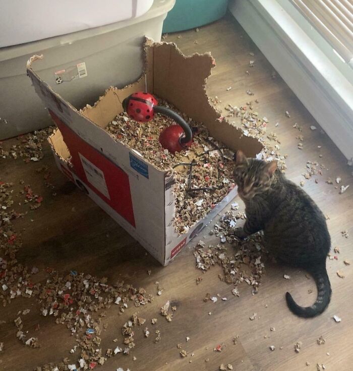 Was Told To Come Here For My Grinding Mill Of A Cat