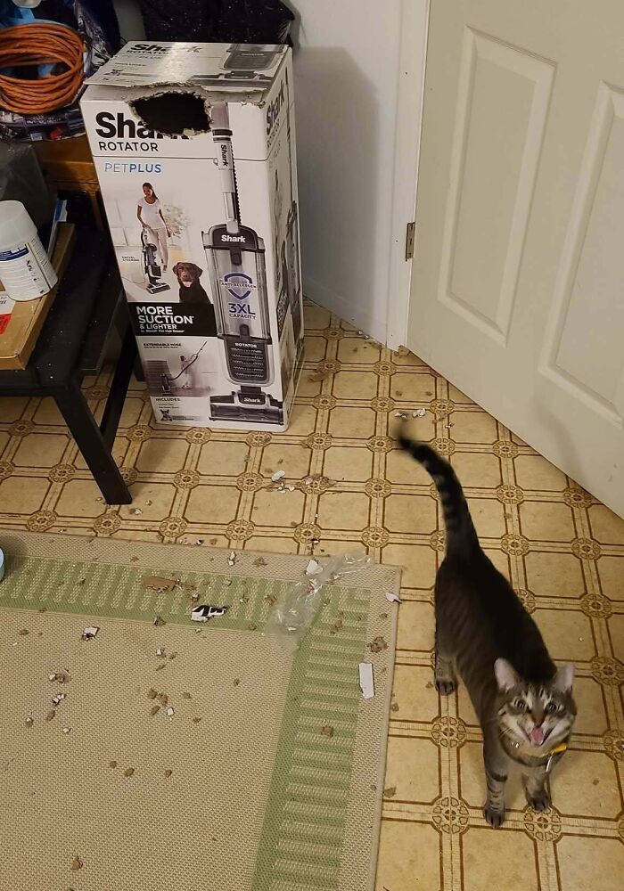 Glad My Cat Isn't The Only Weirdo