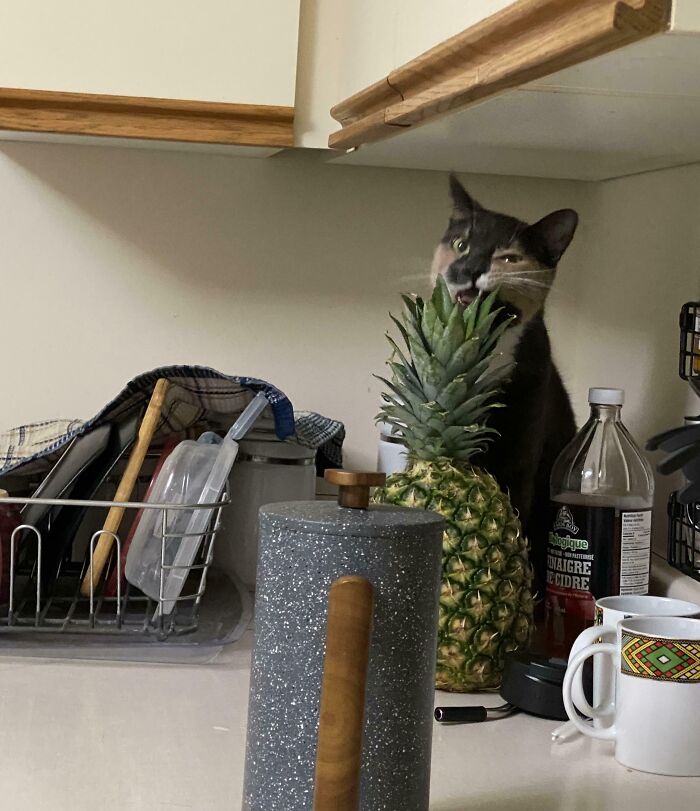Pineapple Staple