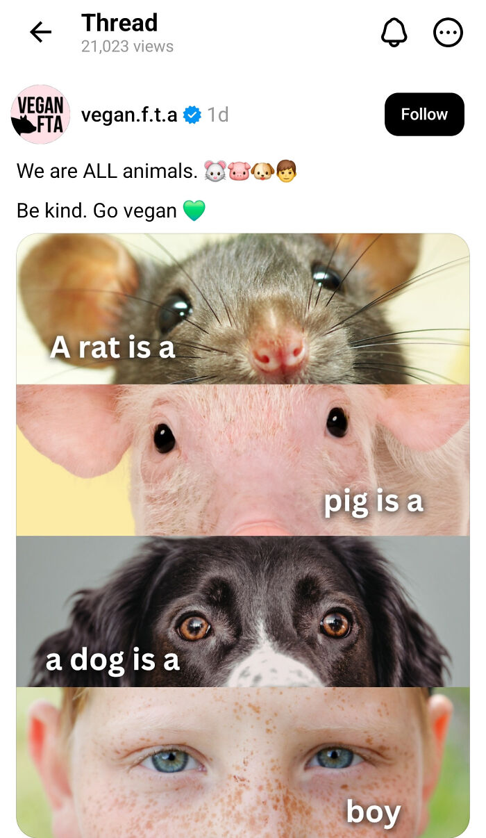A baffling image shows a collage of a rat, pig, dog, and boy, asking questions about animal sentience that the internet could answer.