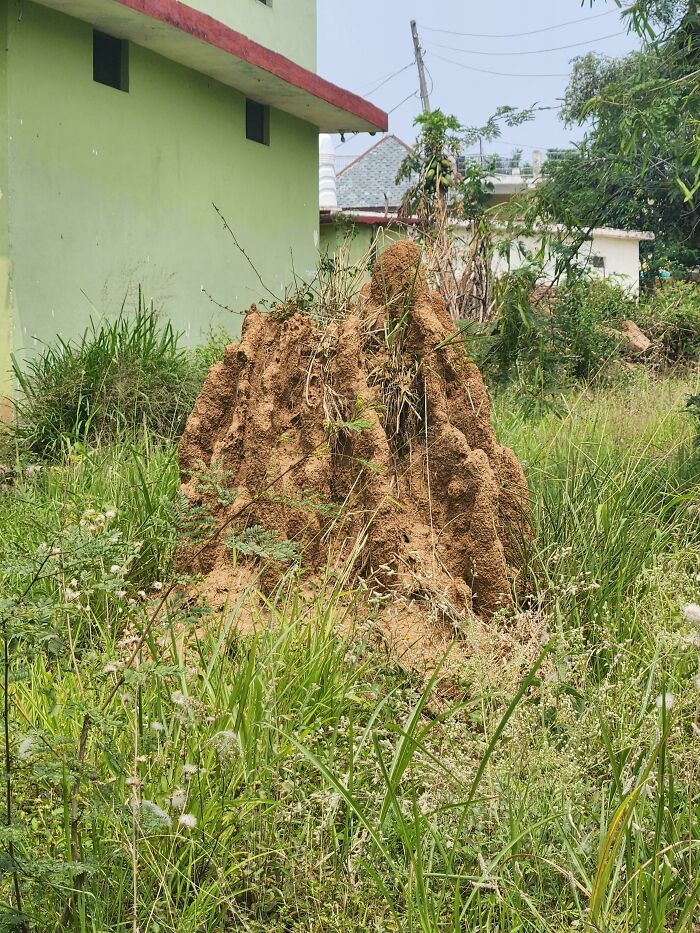 A large anthill or termite mound in a grassy field in front of a green building, one of many baffling images.