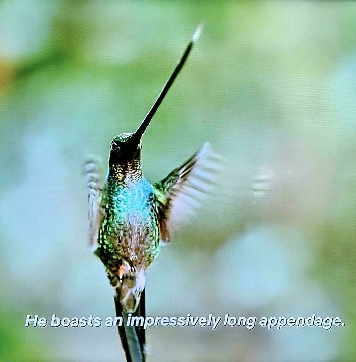 A close-up of a hummingbird with a long beak, captured in a weird internet moment, with text about its appendage.